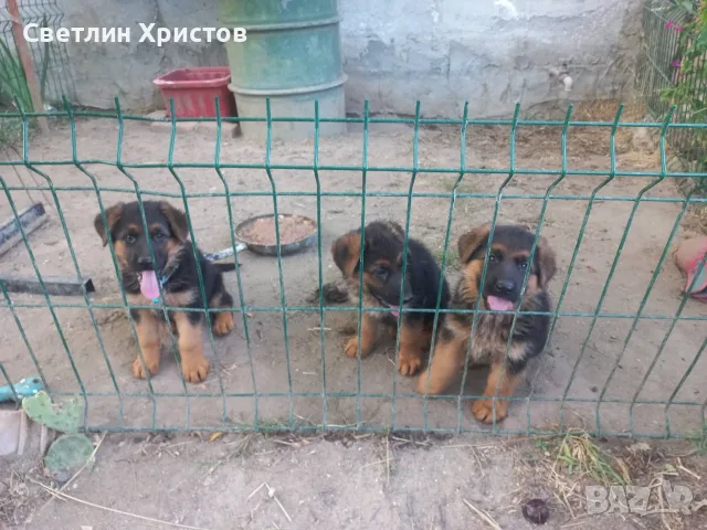 немски овчарки на 2 месеца, снимка 4 - Немска овчарка - 55872865