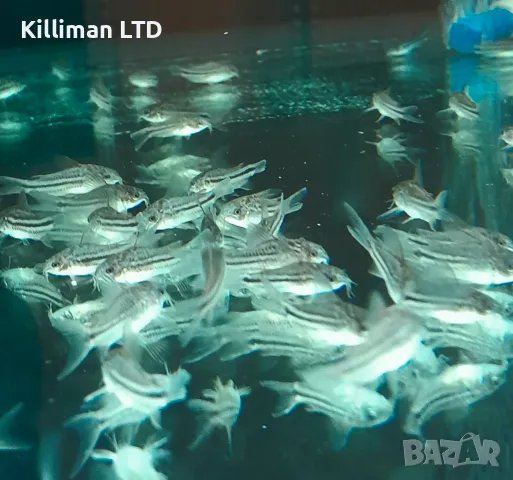 Коридорас нанус, снимка 2 - Рибки - 49176574