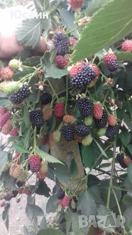 разсад от къпина без бодли, снимка 4 - Разсади - 52673982