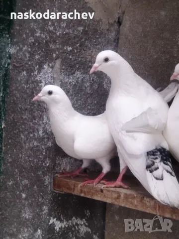 Гълъби на въртене и глас дрезгави различни цветове , снимка 2 - Гълъби - 48636361