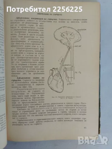 Физиология на човека, снимка 5 - Специализирана литература - 47319396