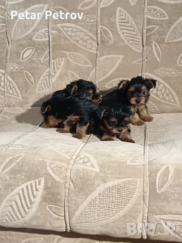 Йоркширски териер мини , снимка 12 - Йоркширски териер - 52933714