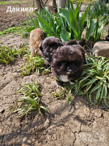 пекинези, снимка 4 - Пекинез - 53982097