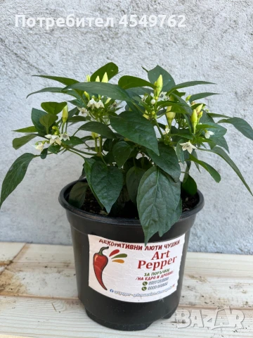 Екзотични люти чушки в саксия, снимка 9 - Градински цветя и растения - 51202444