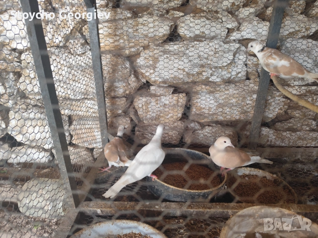 Скумруци, снимка 2 - Гълъби - 52838642