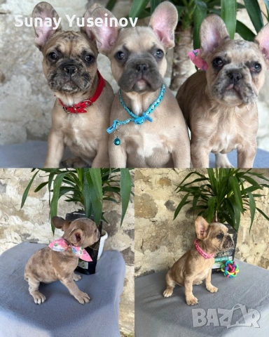 Мъжки френски булдог за разплод, снимка 8 - Френски булдог - 54304209