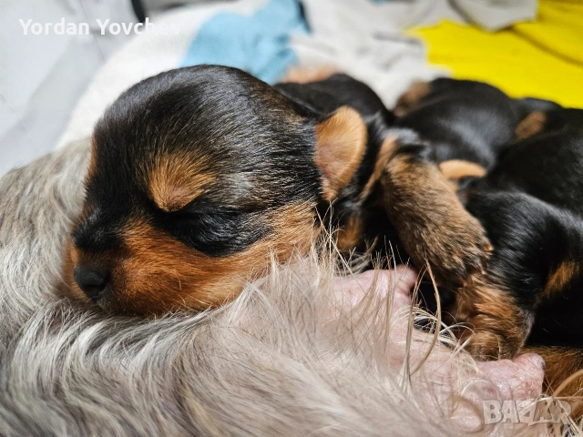 Мини Йорки, снимка 5 - Йоркширски териер - 54337040