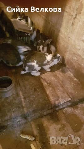 Зайци, снимка 2 - Други животни - 52709349