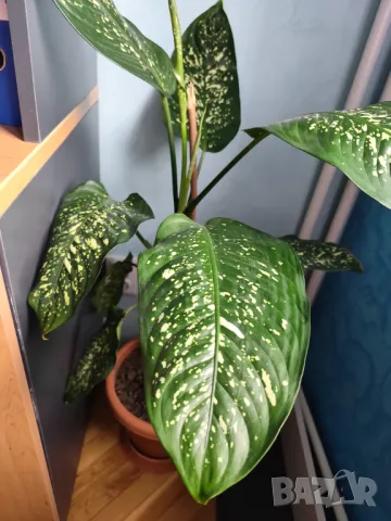 Продавам саксия с декоративно растение Дифенбахия., снимка 6 - Стайни растения - 25209673