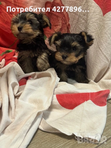  Йоркширски териерчета , снимка 4 - Йоркширски териер - 54136926