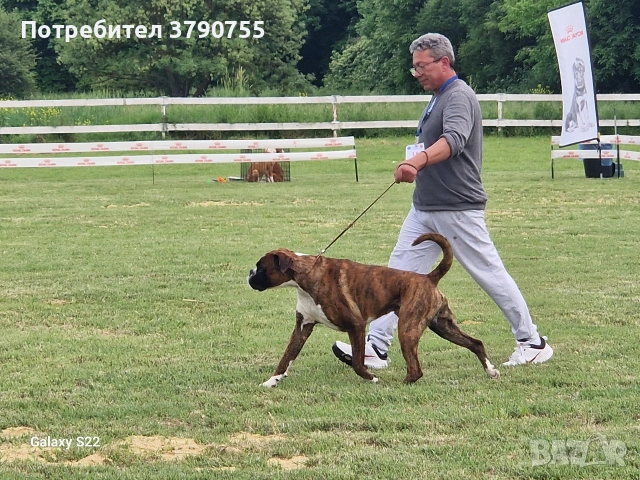 немски боксер , снимка 5 - Боксер - 54131376