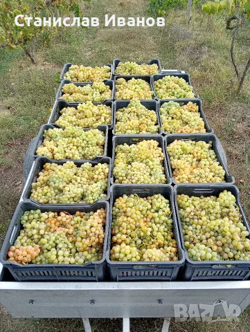 Продавам грозде Димят
