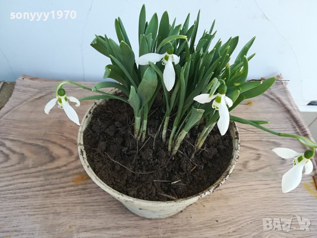 лот кокиченца в саксия 2102241657