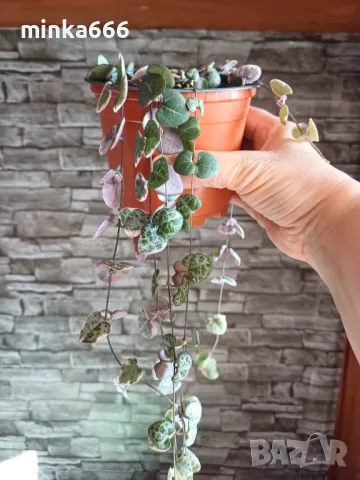 Вариегатна церопегия., снимка 5 - Стайни растения - 50092429