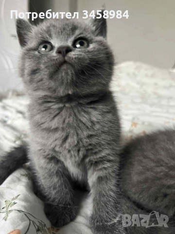 Британска късокосместа , снимка 2 - Британска късокосместа - 52649779