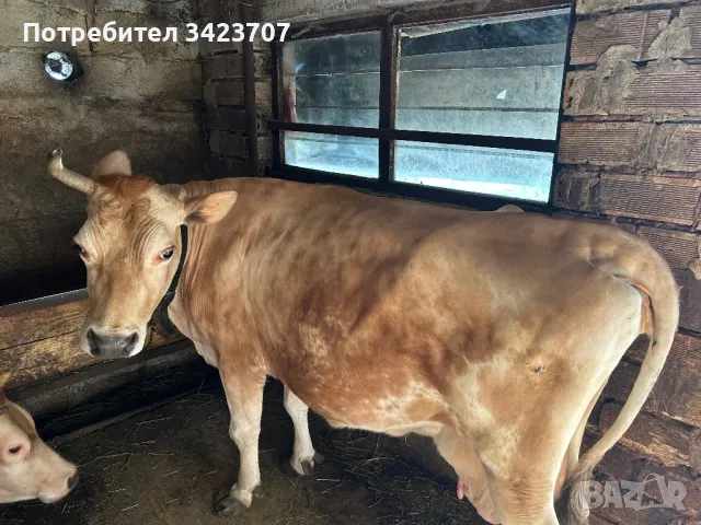 Продавам крава за клане, снимка 2 - Крави - 50037217