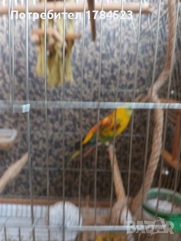 Мъжки поен папагал, снимка 5 - Папагали - 54084418