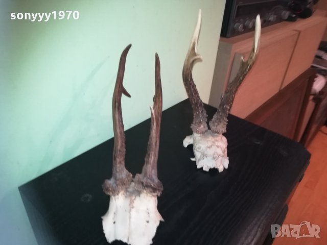 рога-2 чифта-внос швеция 2310201843, снимка 12 - Колекции - 30531821