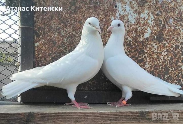 Пазарджишки  високолетачи , снимка 10 - Гълъби - 30874877