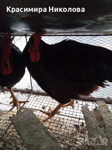 Продавам петли червени катунци., снимка 6 - Кокошки и пуйки - 53192837