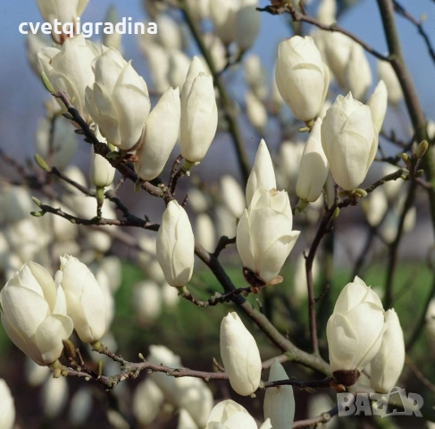 Magnolia alba ‘Superba-Магнолия Алба суперба, снимка 2 - Градински цветя и растения - 52075263