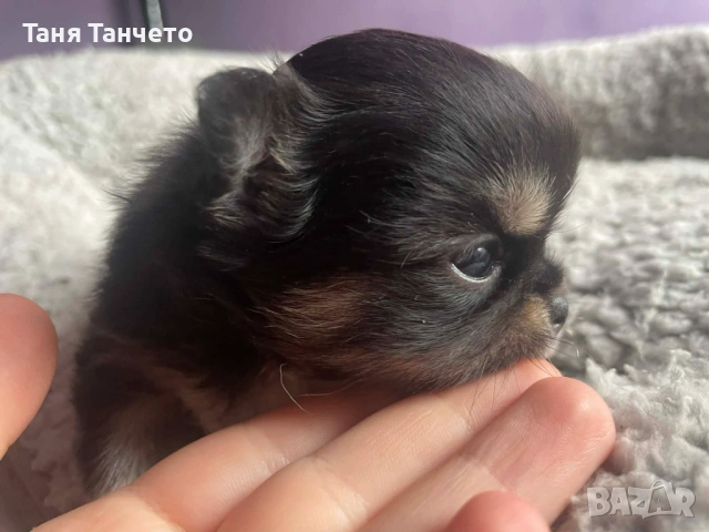 Чихуахуа Възможност за доставка , снимка 3 - Чихуахуа - 53994420