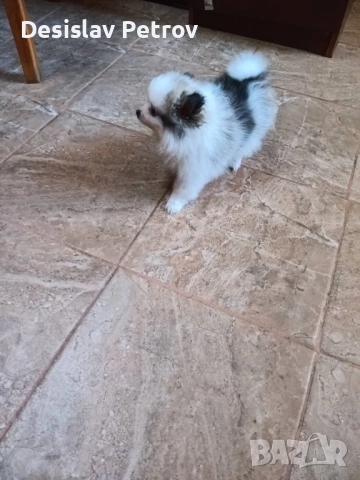 Мини шпиц померан момиче , снимка 3 - Други - 52659188