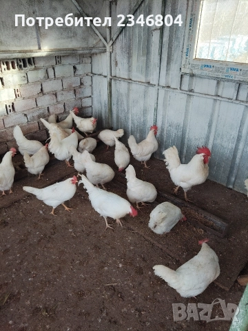 оплодени яйца от бял легхорн , снимка 3 - Кокошки и пуйки - 52956981