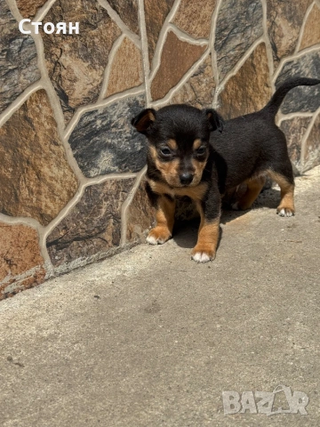 Мини пинчери 