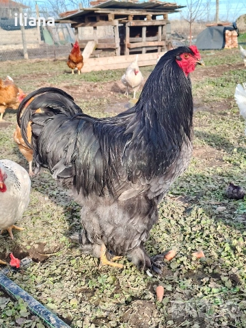 Продавам петел Брама, снимка 3 - Кокошки и пуйки - 53301702