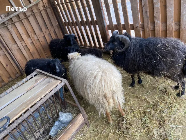 Продавам шутлански овце , снимка 4 - Овце - 49606595