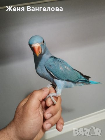 Малък александър, снимка 7 - Други - 34363436