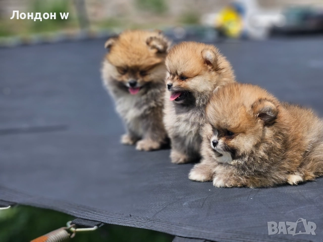 Померан мини , снимка 3 - Померан - 52747275