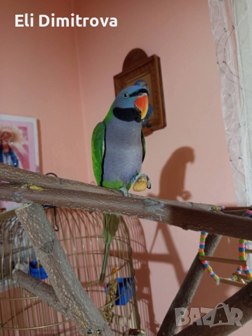 Продавам папагал голям александър, снимка 3 - Папагали - 52929771