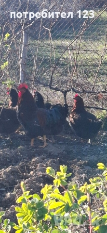 катунски кокошки, снимка 7 - Кокошки и пуйки - 52928506