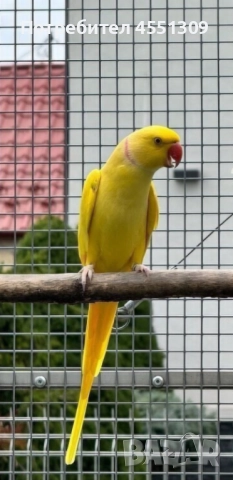 Малък Александър папагал