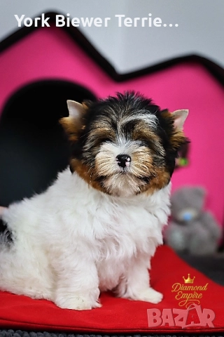 Йорки, страхотни момчета и момичета с родословие за деца и възрастни!