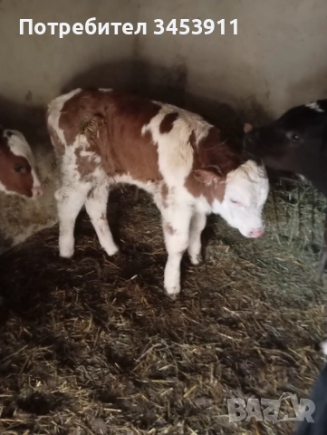 Мъжки месодаен симентал, снимка 2 - Крави - 52438817