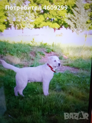 Красавец си търси женска за поколение!