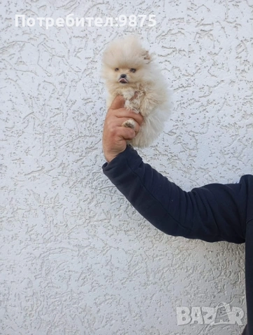 Продавам померан, снимка 2 - Померан - 54099944