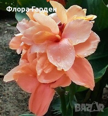 КАННА, КАЛА - Грудки/ ПРЕДВАРИТЕЛНИ поръчки, снимка 6 - Сортови семена и луковици - 49236562