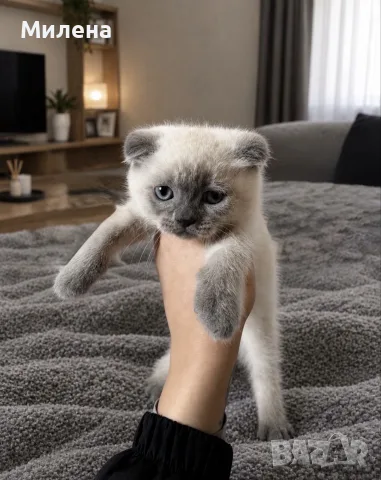 Шотландски котета Колорпойнт 