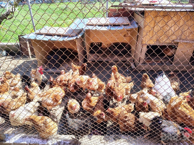 кокошки, снимка 5 - Кокошки и пуйки - 54252198