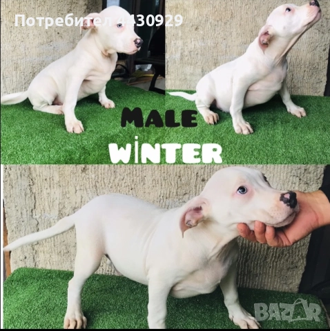 American Bully XL, снимка 8 - Други - 52497819