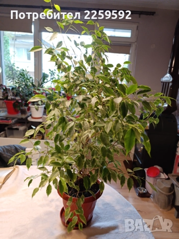 Фикус Бенджамин. С пъстри листа., снимка 2 - Стайни растения - 52424047