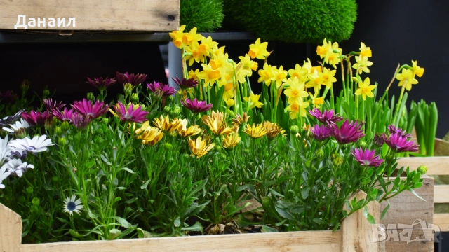 20MP, 4K/30fps YI M1 Mirrorless + 12-40mm f/3.5-5.6 М4/3 обектив, снимка 10 - Фотоапарати - 53946891