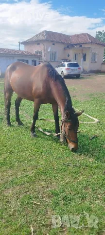 prodavam kobila jrebna i pregnata , снимка 1