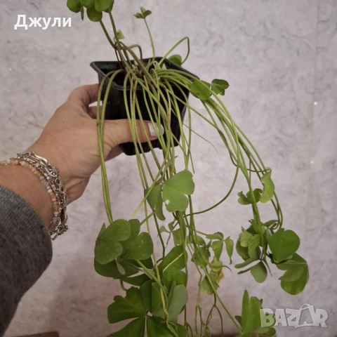 Оксалис /Детелина Бяла и Розова, снимка 3 - Стайни растения - 52404389