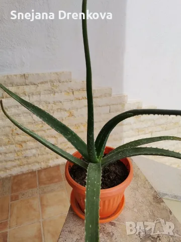 Алое вера Barbadensis.(ядливо)