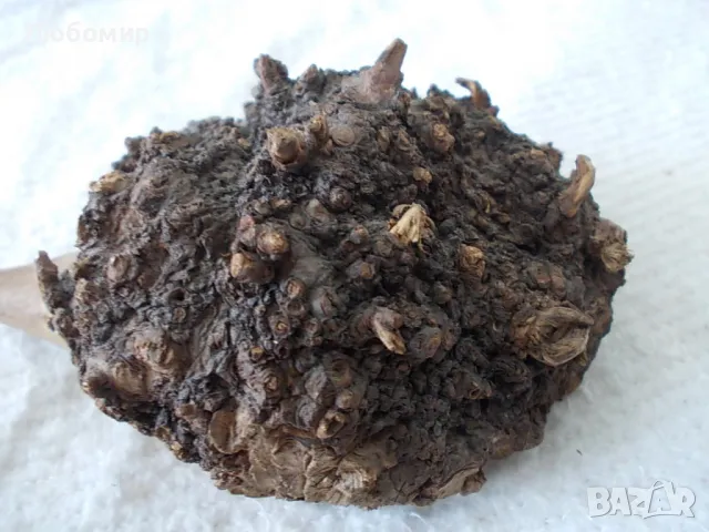 Семейство таралежи - от природата, снимка 4 - Колекции - 47343035